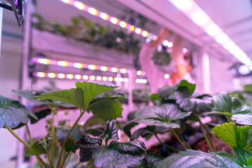 A scientist inspects plants on multi level indoor shelves under pink grow lights, focusing on...