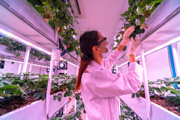 A scientist inspects plants on multi level indoor shelves under pink grow lights, focusing on...