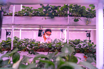 A scientist inspects plants on multi level indoor shelves under pink grow lights, focusing on...