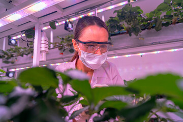 A scientist inspects plants on multi level indoor shelves under pink grow lights, focusing on...