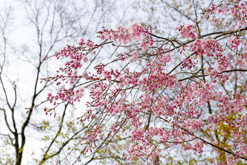 Branches of sakura flowers, cherry blossom