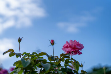 秋バラ　ピンク色のバラと青空