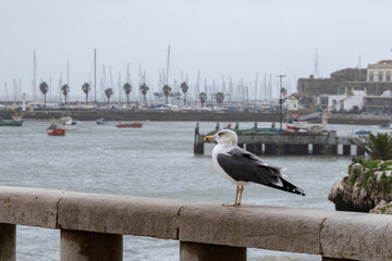 Seagull perched along the sea wall, Portugal