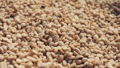 Raw coffee beans heap dry green seed unroasted grain in eco farm. Aroma espresso farm plant coffee bean agriculture objects. Sun dried Freshness Arabica processing harvest black coffee