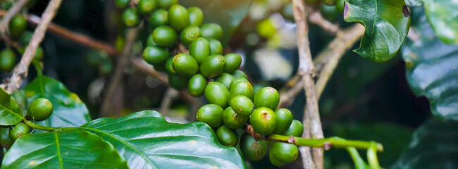 Banner Green coffee bean berry plant with sunlight. Panorama Fresh raw seed coffee tree growth in eco organic farm morning time. Close up Green seed berries arabica coffee garden with copy space