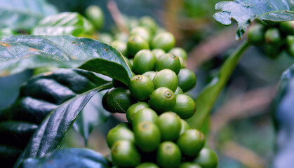 Close up Green seed berries harvest arabica coffee garden. Green coffee bean berry plant fresh raw seed coffee tree growth in eco organic farm. Fresh coffee bean green leaf bush ecology berry plant