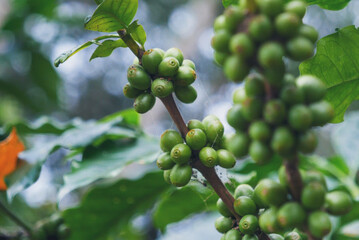 Green coffee bean berry plant with sunlight. Fresh raw seed coffee tree growth in eco organic farm morning time. Close up Green seed berries arabica coffee garden. Fresh coffee bean green leaf plant