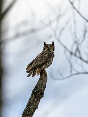 Great Horn Owl