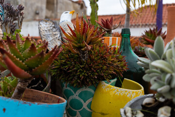assortment of succulents and cactus plants in small colorful pots on a rooftop garden in Portugal