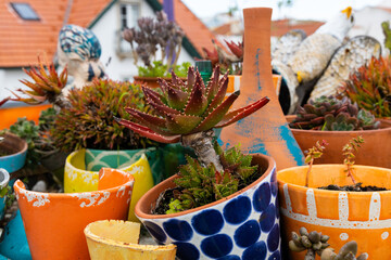 assortment of succulents and cactus plants in small colorful pots on a rooftop garden in Portugal
