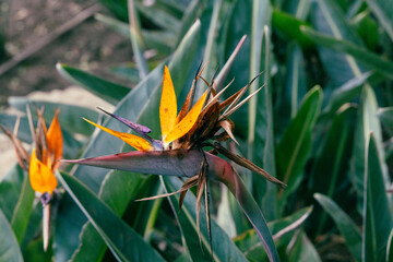 detail of Birds of paradise flower, Portugal
