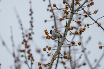 Chickadee