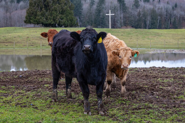 A group of beef cows in a farm field 
