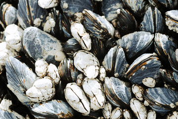 Close up detail of mussels and barnacles on the beach 
