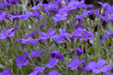 Field of purple African Violets in full bloom