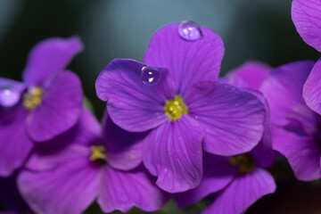 detailed image of a water droplet on a purple African violet flower in bloom