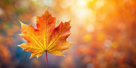Fototapeta premium Maple leaf isolated on background for autumn season , fall, foliage, orange, red, brown, seasonal, nature, isolated,background