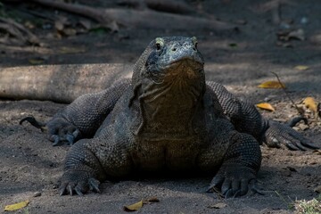 The ferocity of Komodo dragons when they eat their prey with their sharp teeth. strong jaw bite when eating prey with dripping saliva