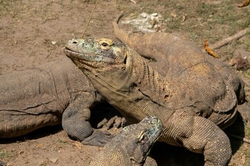 The ferocity of Komodo dragons when they eat their prey with their sharp teeth. strong jaw bite when eating prey with dripping saliva