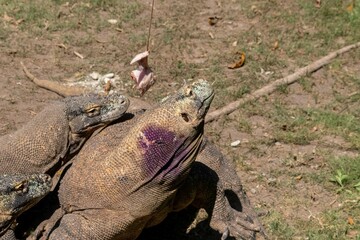 The ferocity of Komodo dragons when they eat their prey with their sharp teeth. strong jaw bite...