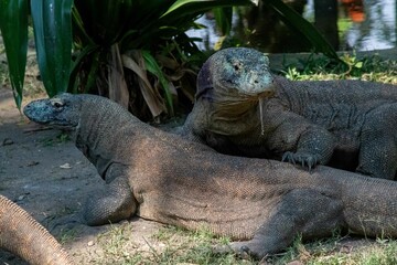 The ferocity of Komodo dragons when they eat their prey with their sharp teeth. strong jaw bite when eating prey with dripping saliva