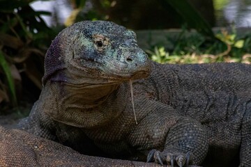 The ferocity of Komodo dragons when they eat their prey with their sharp teeth. strong jaw bite when eating prey with dripping saliva