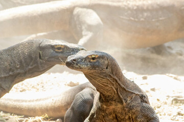 The ferocity of Komodo dragons when they eat their prey with their sharp teeth. strong jaw bite when eating prey with dripping saliva