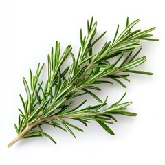 Fresh sprig of rosemary isolated on white background.