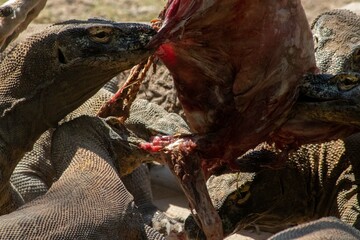 The ferocity of Komodo dragons when they eat their prey with their sharp teeth. strong jaw bite when eating prey with dripping saliva
