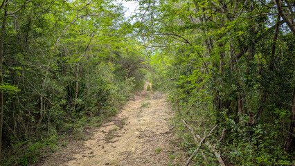 path in the forest