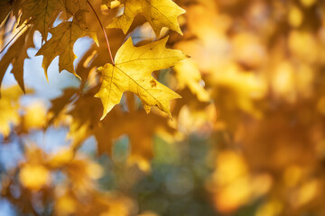 Closeup of Maple tree branch with golden yellow autumn leaves. Fall nature background with golden foliage bokeh. Copy space.