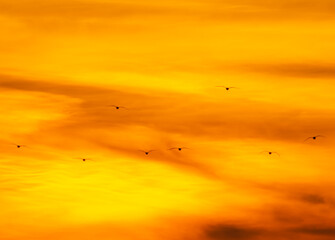 Seagulls flying in the distance against the orange sunset 