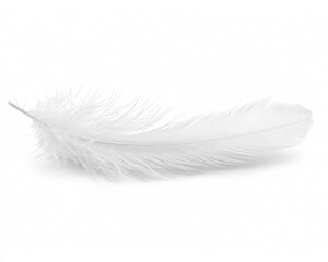 Obraz premium Single white feather isolated on white background.