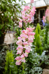 Pink Snapdragons in Bloom: Soft Garden Florals