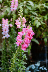 Pink Snapdragons in Bloom: Soft Garden Florals