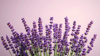 Naklejka premium Close up of vibrant lavender flowers with detailed glistening oil droplets visible on the petals The soothing calming aroma of the lavender is evident in this serene natural background