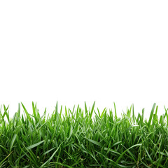 Fototapeta premium Fresh green grass texture for backgrounds or designs