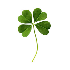 Four-leaf clover symbolizing luck and prosperity