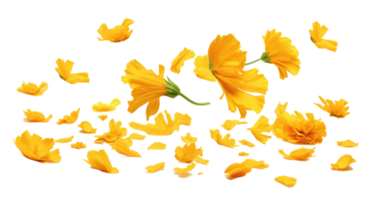 Yellow Marigold petals on transparent background