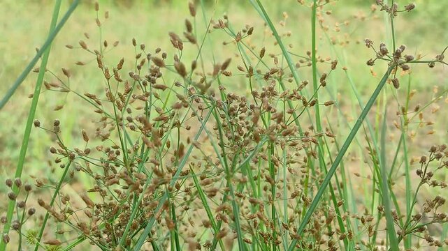   
Cyperus rotundus (coco-grass, Java grass, nut grass, purple nut sedge, purple nutsedge, red nut sedge, Khmer kravanh chruk) with natural background. us rotundus is a perennial plant.
