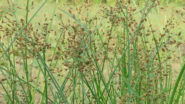   
Cyperus rotundus (coco-grass, Java grass, nut grass, purple nut sedge, purple nutsedge, red nut sedge, Khmer kravanh chruk) with natural background. us rotundus is a perennial plant.

