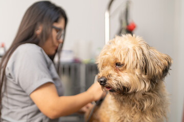Dog getting hair cut by professional groomer in veterinary clinic