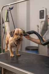 Veterinarian drying adorable wet dog with a dryer in a pet spa