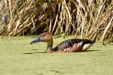 fulvous whistling duck or fulvous tree duck (Dendrocygna bicolor) in a swamp, Buenos Aires,...