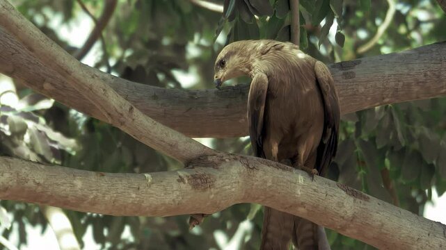 Close up of bald eagle perched in a nest, then an eaglet pops it's head up, both panting from hot weather.