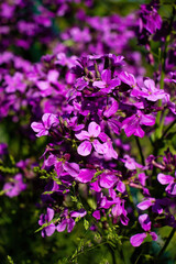 Light shining on lunaria annua flowers on a sunny spring day in a garden in Potzbach, Germany.
