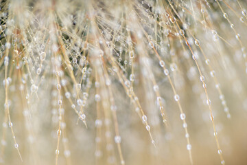 Ethereal Background of Macro Close up with Water Drops and Shallow Focus