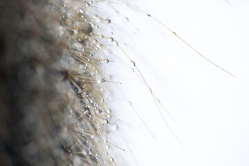 Obraz premium Ethereal Background of Macro Close up with Water Drops and Shallow Focus