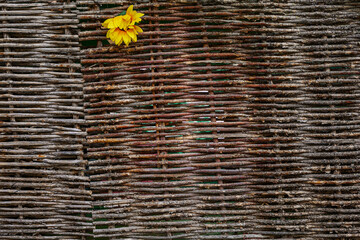 Sunflower flower on a wicker fence. Background. Space for text. Ecology in construction.