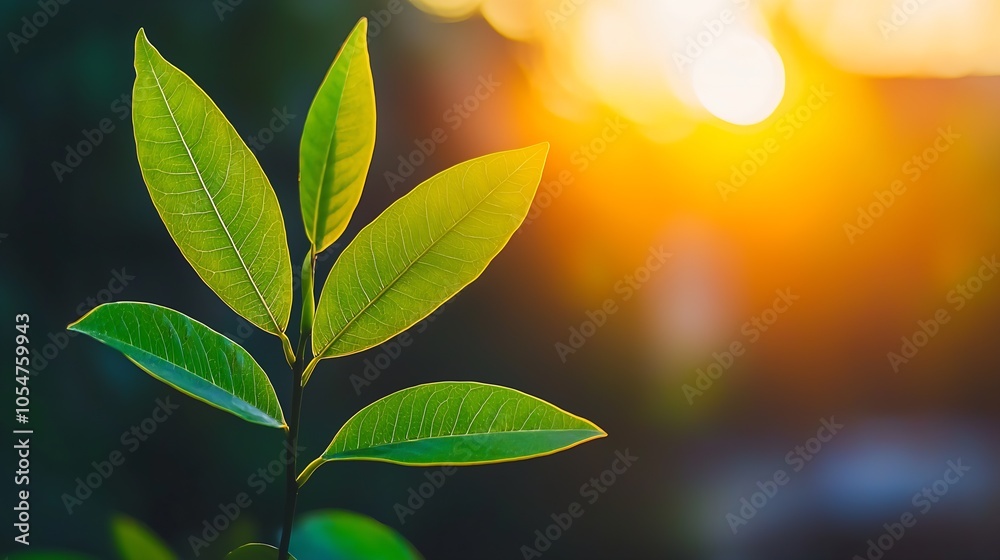 Aufkleber Natural Green Leaf Close Up with Warm Sunlight Bokeh for Tranquil and Refreshing Vibes : Generative AI